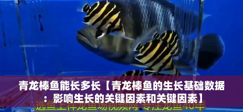 青龍棒魚能長多長【青龍棒魚的生長基礎數據：影響生長的關鍵因素和關鍵因素】