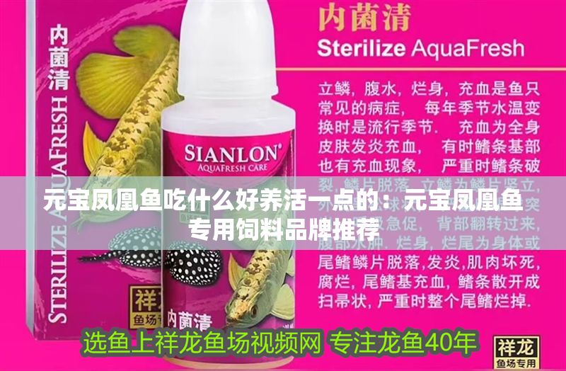 元寶鳳凰魚吃什么好養(yǎng)活一點(diǎn)的：元寶鳳凰魚專用飼料品牌推薦