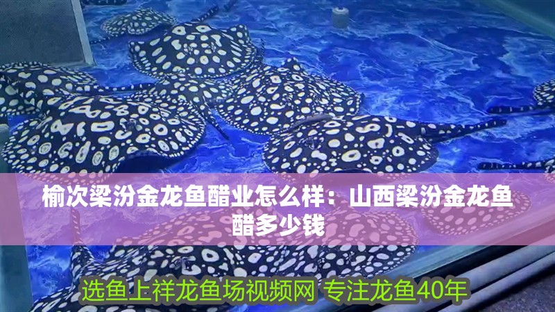 榆次梁汾金龍魚醋業(yè)怎么樣：山西梁汾金龍魚醋多少錢