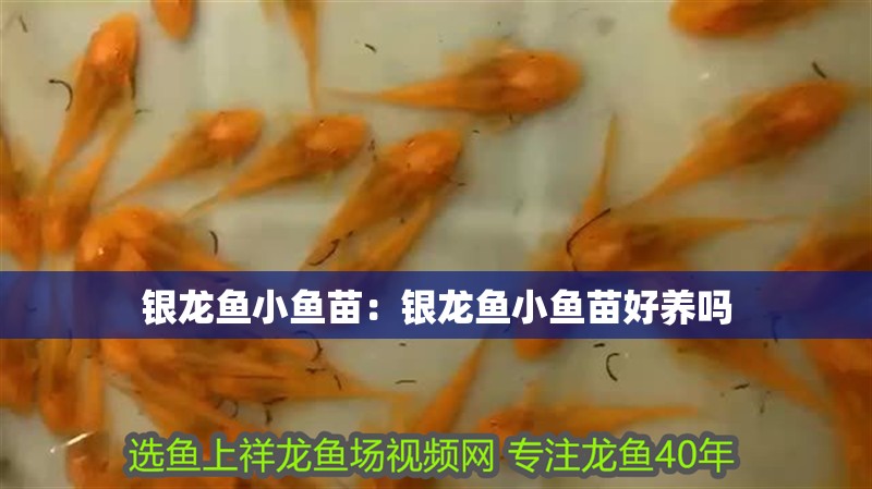 銀龍魚小魚苗：銀龍魚小魚苗好養嗎