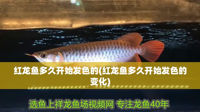 紅龍魚多久開始發色的(紅龍魚多久開始發色的變化)