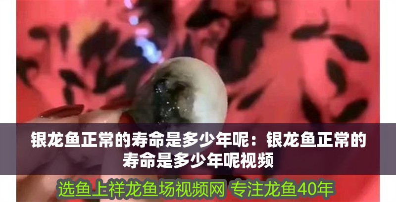 銀龍魚正常的壽命是多少年呢：銀龍魚正常的壽命是多少年呢視頻