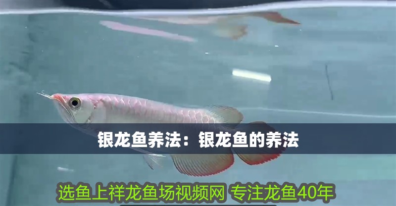 銀龍魚(yú)養(yǎng)法：銀龍魚(yú)的養(yǎng)法