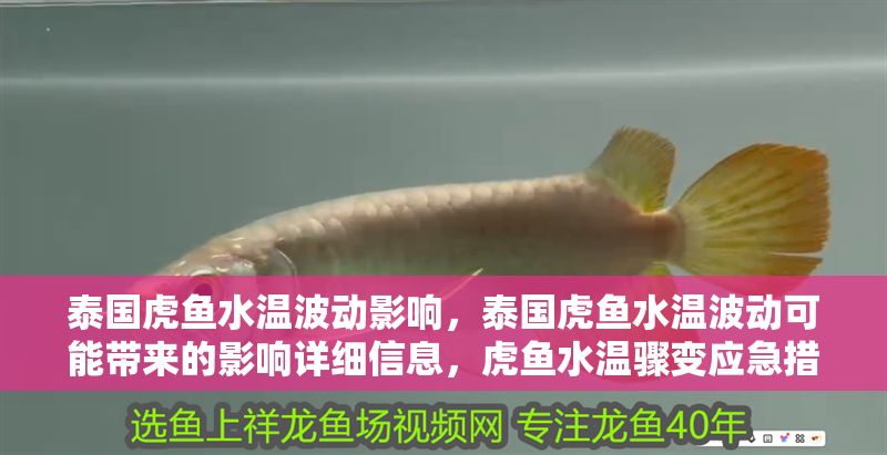 泰國虎魚水溫波動影響，泰國虎魚水溫波動可能帶來的影響詳細信息，虎魚水溫驟變應急措施