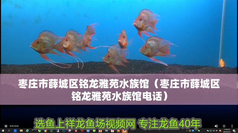 棗莊市薛城區銘龍雅苑水族館（棗莊市薛城區銘龍雅苑水族館電話）