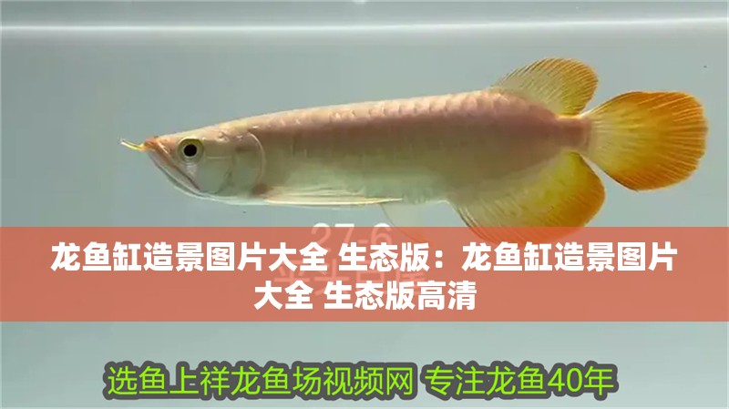 龍魚缸造景圖片大全 生態(tài)版：龍魚缸造景圖片大全 生態(tài)版高清