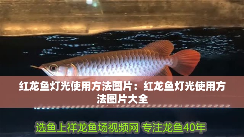 紅龍魚燈光使用方法圖片：紅龍魚燈光使用方法圖片大全