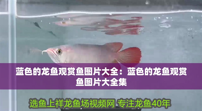藍色的龍魚觀賞魚圖片大全：藍色的龍魚觀賞魚圖片大全集