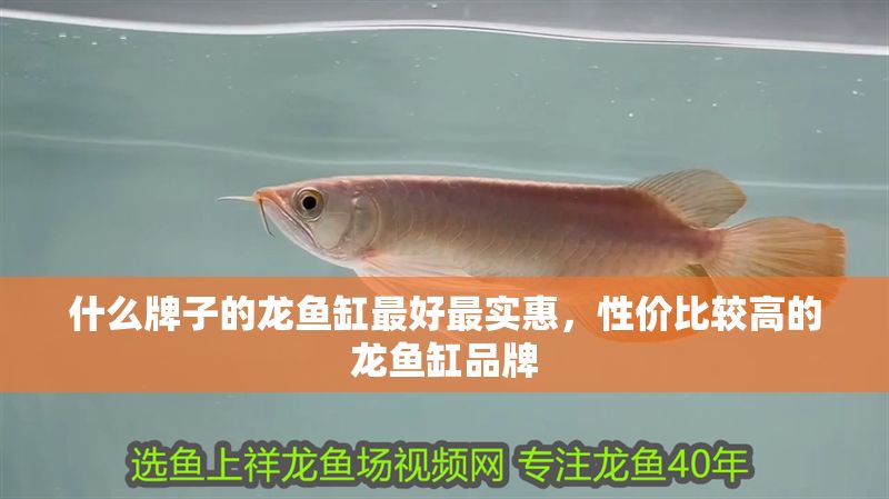 什么牌子的龍魚缸最好最實(shí)惠,性價(jià)比較高的龍魚缸品牌 魚缸百科 第2張 什么牌子的龍魚缸最好最實(shí)惠,性價(jià)比較高的龍魚缸品牌 什么牌子的龍魚缸最好最實(shí)惠,性價(jià)比較高的龍魚缸品牌 魚缸百科 第2張