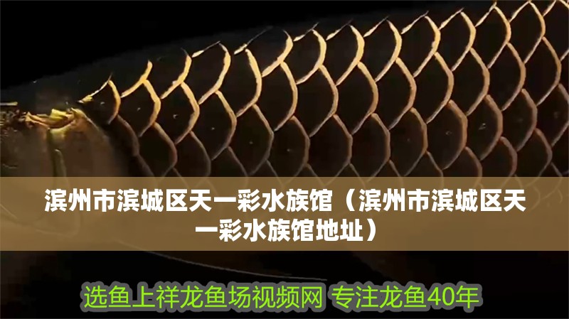 濱州市濱城區天一彩水族館（濱州市濱城區天一彩水族館地址）