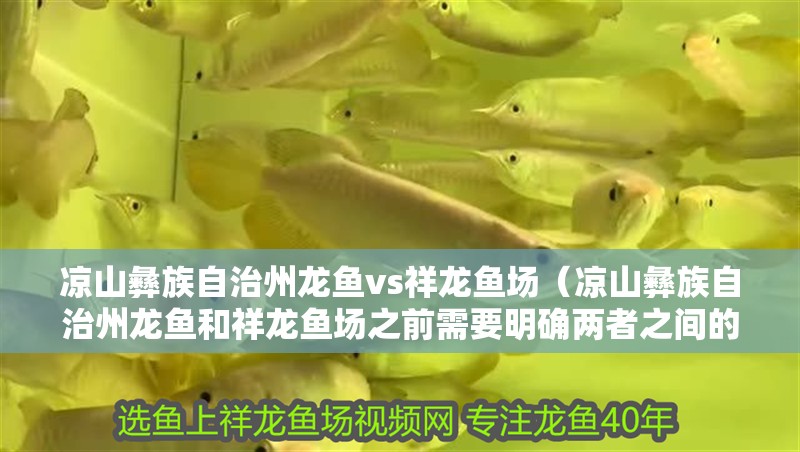 涼山彝族自治州龍魚vs祥龍魚場（涼山彝族自治州龍魚和祥龍魚場之前需要明確兩者之間的差異）