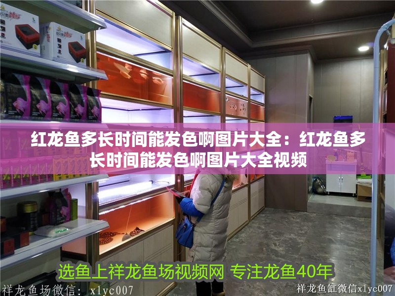 紅龍魚多長時間能發色啊圖片大全：紅龍魚多長時間能發色啊圖片大全視頻