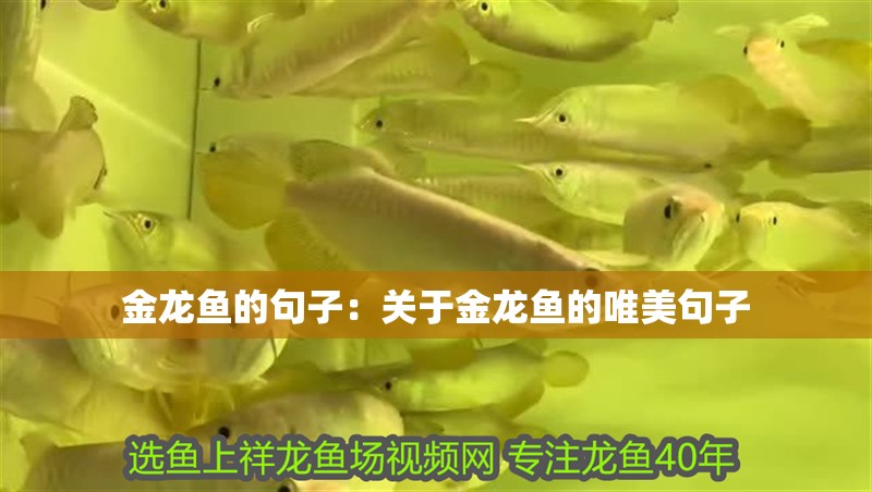 金龍魚的句子：關于金龍魚的唯美句子