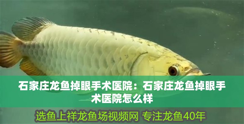 石家莊龍魚掉眼手術醫(yī)院：石家莊龍魚掉眼手術醫(yī)院怎么樣 石家莊龍魚掉眼手術醫(yī)院：石家莊龍魚掉眼手術醫(yī)院怎么樣 水族問答