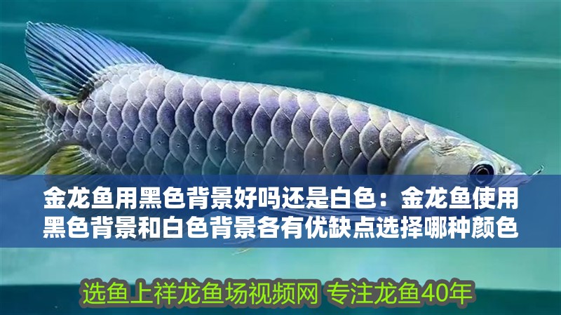 金龍魚用黑色背景好嗎還是白色：金龍魚使用黑色背景和白色背景各有優缺點選擇哪種顏色的背景