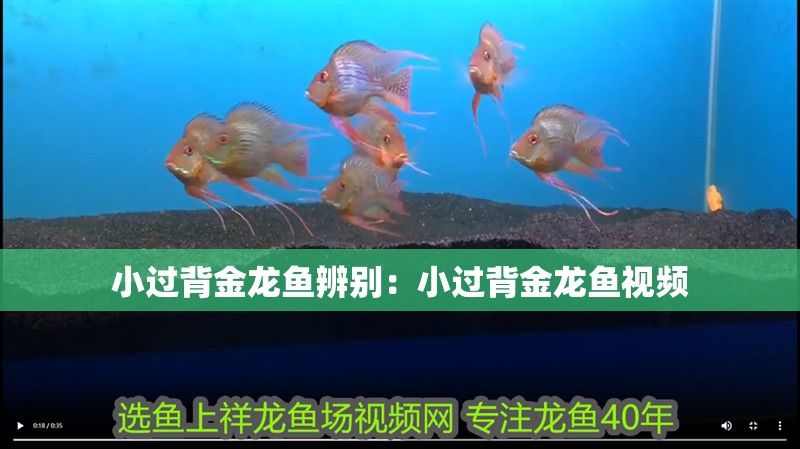小過背金龍魚辨別：小過背金龍魚視頻