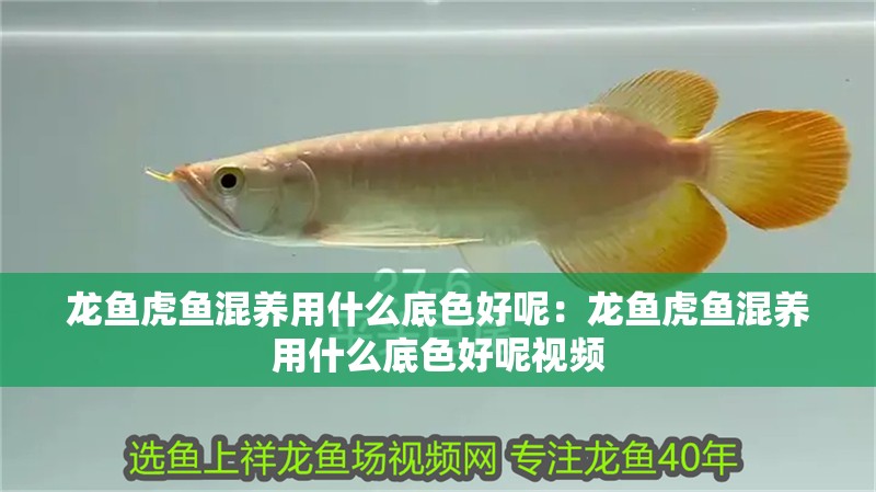 龍魚虎魚混養用什么底色好呢：龍魚虎魚混養用什么底色好呢視頻
