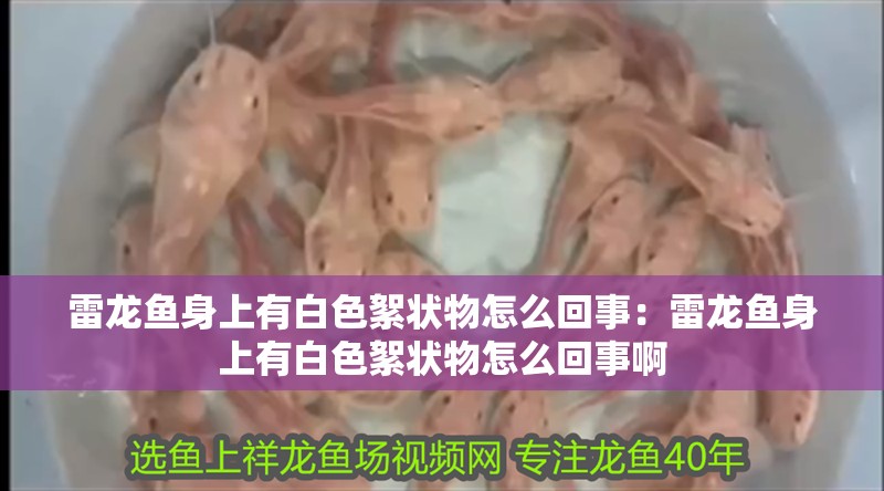 雷龍魚身上有白色絮狀物怎么回事:雷龍魚身上有白色絮狀物怎么回事啊 水族問答 雷龍魚身上有白色絮狀物怎么回事:雷龍魚身上有白色絮狀物怎么回事啊 雷龍魚身上有白色絮狀物怎么回事:雷龍魚身上有白色絮狀物怎么回事啊 水族問答
