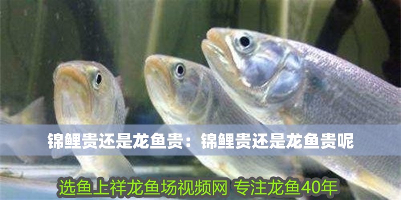 錦鯉貴還是龍魚貴：錦鯉貴還是龍魚貴呢
