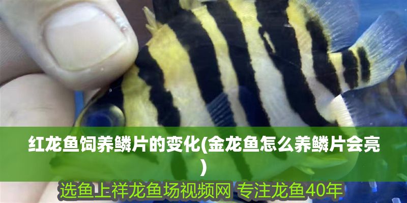 紅龍魚飼養(yǎng)鱗片的變化(金龍魚怎么養(yǎng)鱗片會亮)