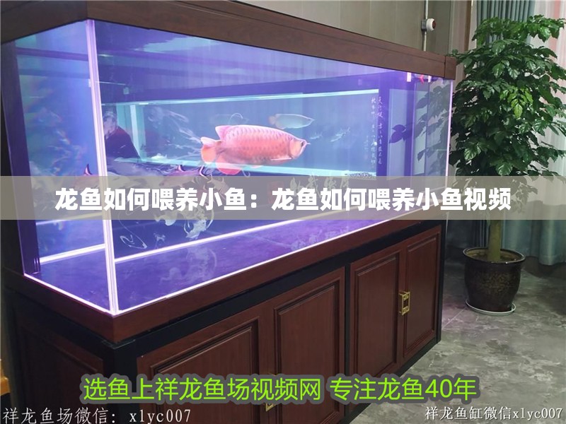 龍魚如何喂養小魚：龍魚如何喂養小魚視頻