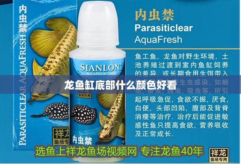 龍魚缸底部什么顏色好看