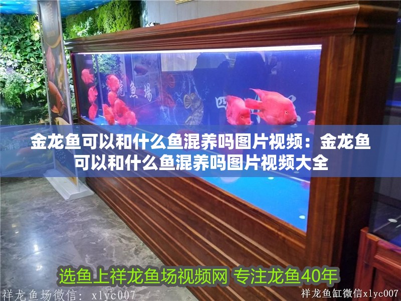 金龍魚可以和什么魚混養嗎圖片視頻：金龍魚可以和什么魚混養嗎圖片視頻大全
