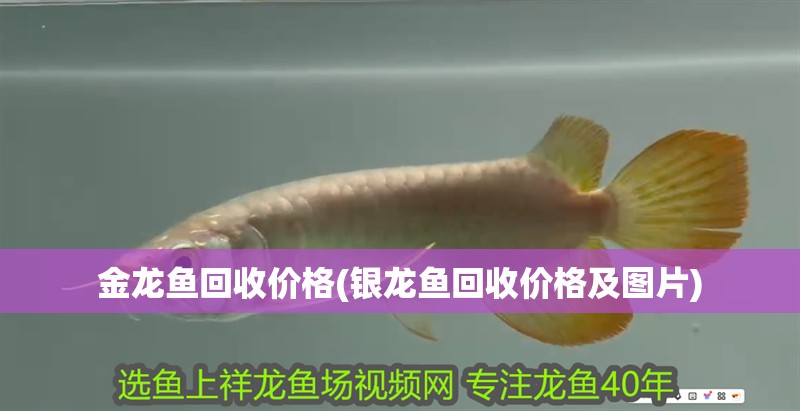 金龍魚回收價(jià)格(銀龍魚回收價(jià)格及圖片)