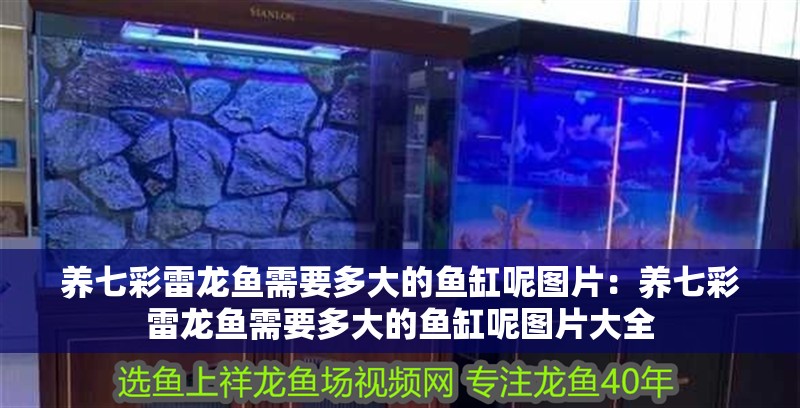 養七彩雷龍魚需要多大的魚缸呢圖片：養七彩雷龍魚需要多大的魚缸呢圖片大全