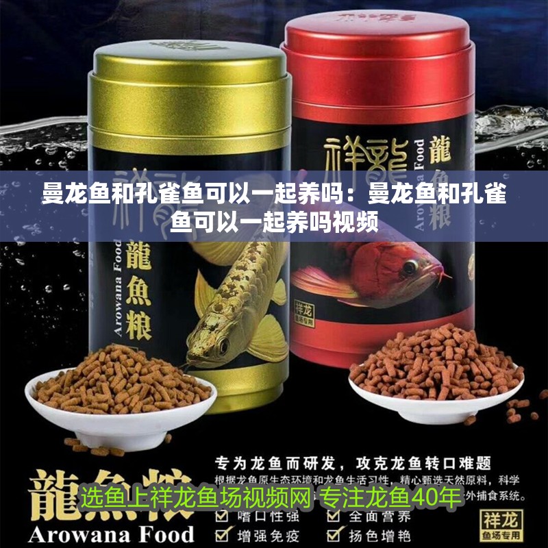 曼龍魚和孔雀魚可以一起養嗎：曼龍魚和孔雀魚可以一起養嗎視頻