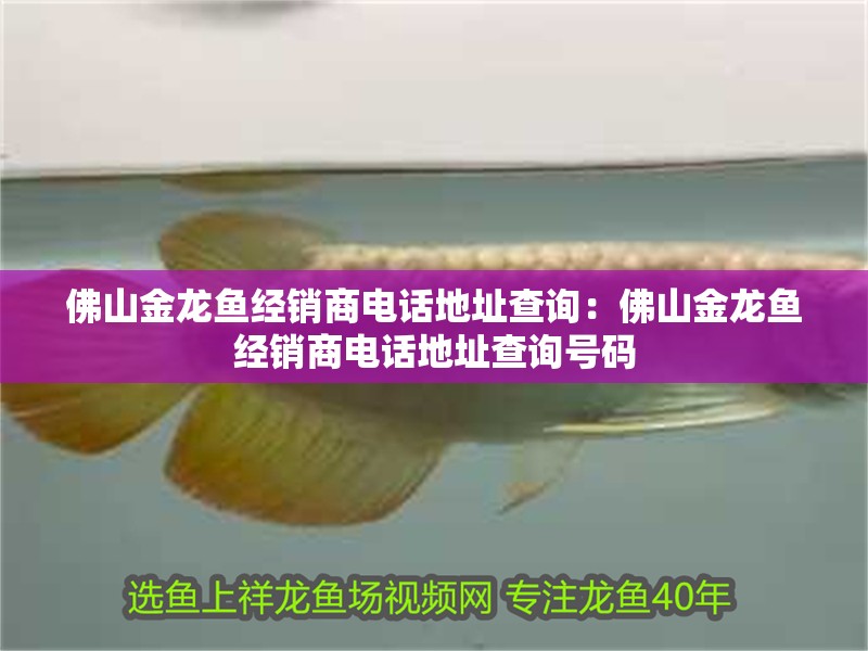 佛山金龍魚經(jīng)銷商電話地址查詢：佛山金龍魚經(jīng)銷商電話地址查詢號碼 佛山金龍魚經(jīng)銷商電話地址查詢：佛山金龍魚經(jīng)銷商電話地址查詢號碼 水族問答