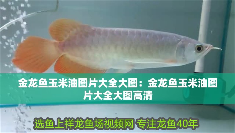 金龍魚玉米油圖片大全大圖：金龍魚玉米油圖片大全大圖高清