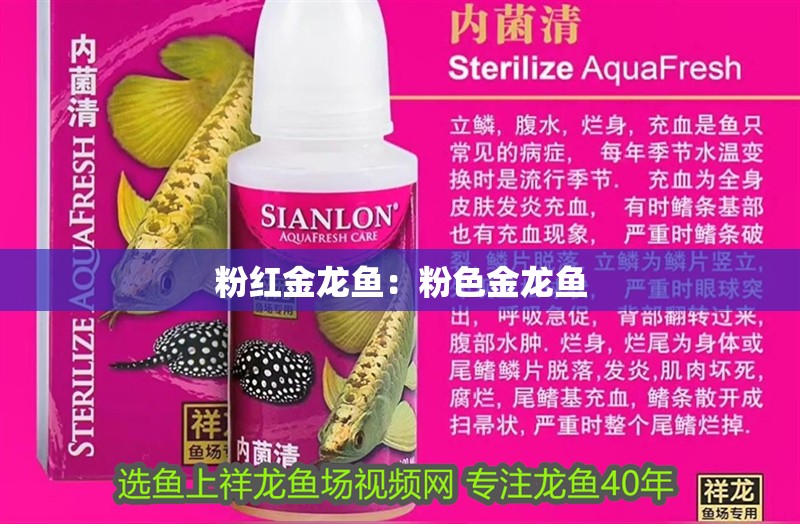 粉紅金龍魚：粉色金龍魚