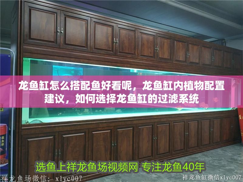 龍魚缸怎么搭配魚好看呢，龍魚缸內(nèi)植物配置建議，如何選擇龍魚缸的過濾系統(tǒng)