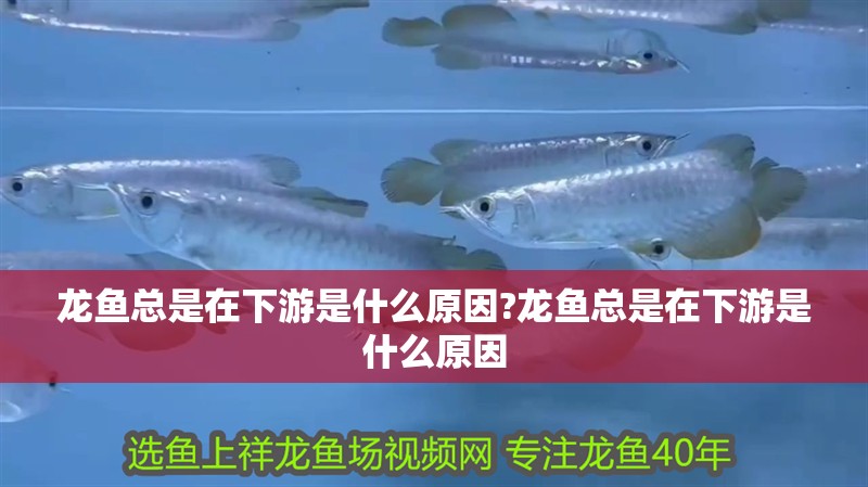 龍魚總是在下游是什么原因?龍魚總是在下游是什么原因