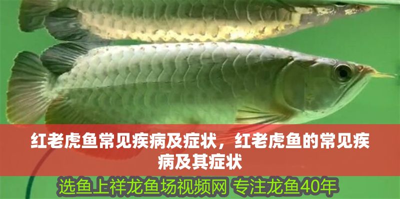 紅老虎魚常見疾病及癥狀，紅老虎魚的常見疾病及其癥狀