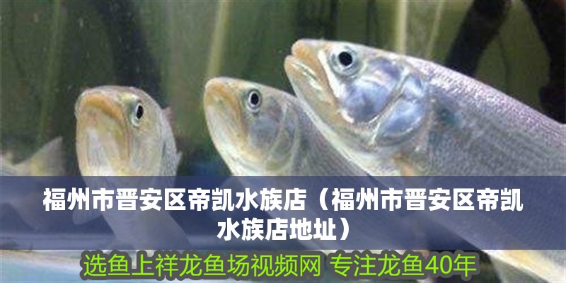 福州市晉安區(qū)帝凱水族店（福州市晉安區(qū)帝凱水族店地址）