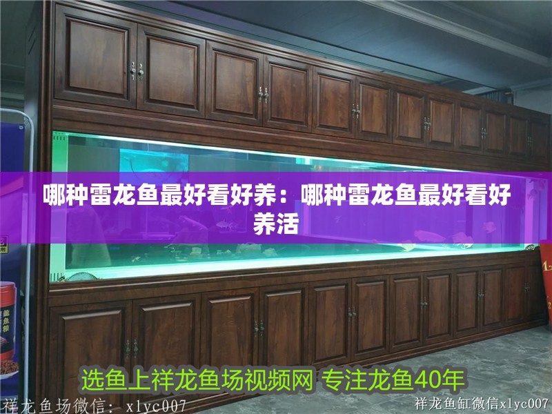 哪種雷龍魚最好看好養(yǎng)：哪種雷龍魚最好看好養(yǎng)活