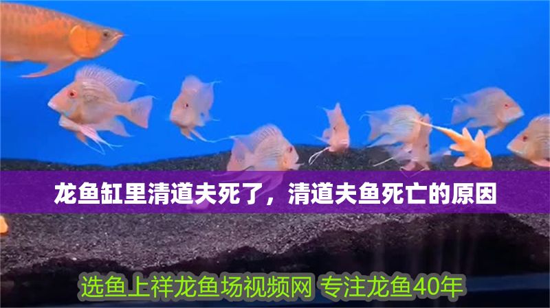 龍魚缸里清道夫死了，清道夫魚死亡的原因
