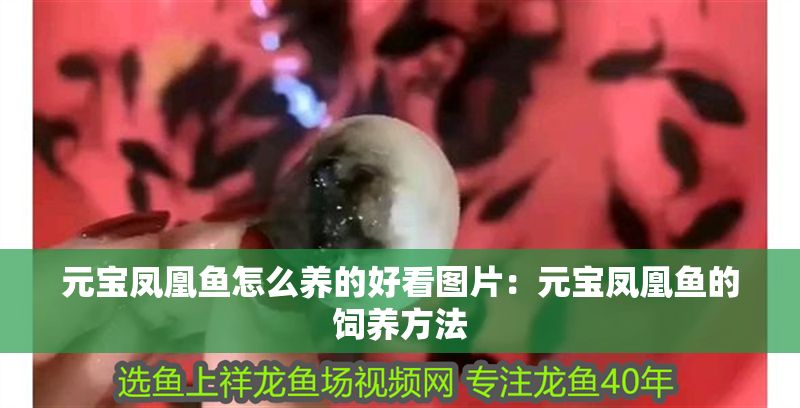 元寶鳳凰魚(yú)怎么養(yǎng)的好看圖片：元寶鳳凰魚(yú)的飼養(yǎng)方法