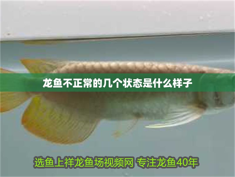 龍魚不正常的幾個狀態是什么樣子