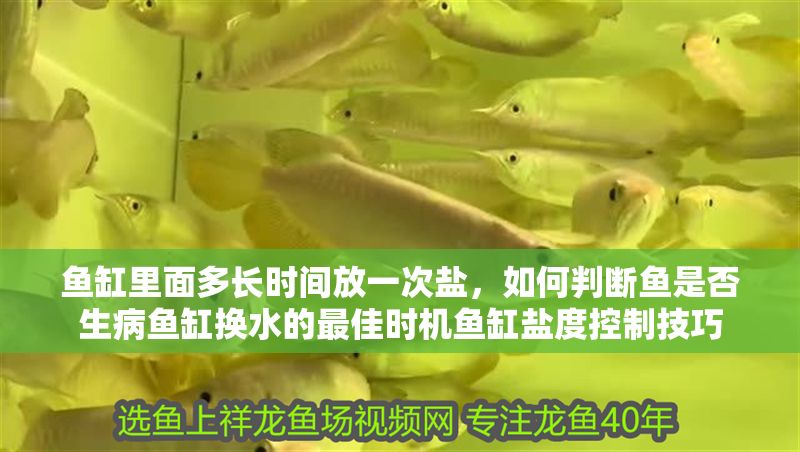 魚缸里面多長時間放一次鹽，如何判斷魚是否生病魚缸換水的最佳時機魚缸鹽度控制技巧