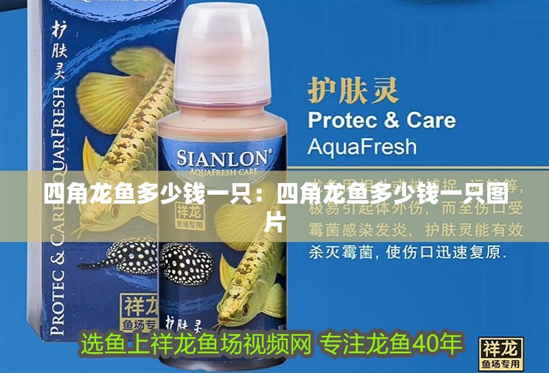 四角龍魚多少錢一只：四角龍魚多少錢一只圖片