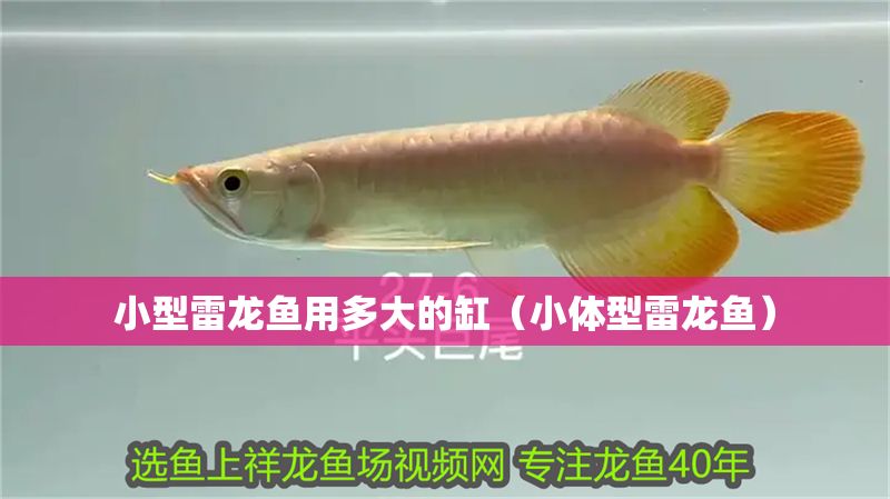 小型雷龍魚用多大的缸（小體型雷龍魚）