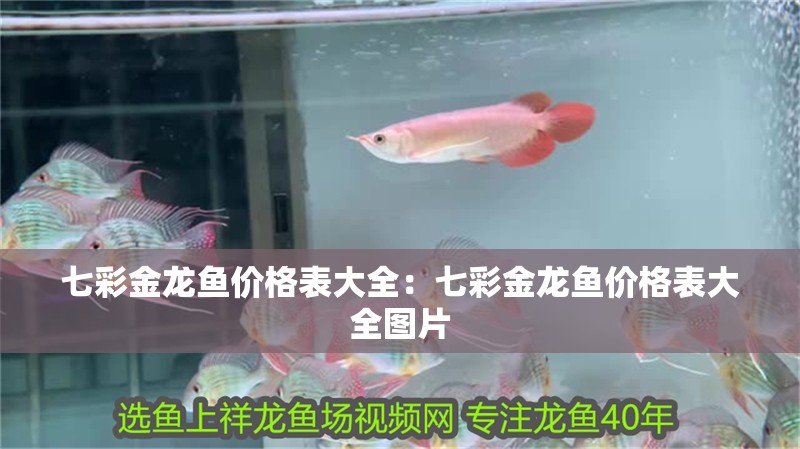 七彩金龍魚(yú)價(jià)格表大全：七彩金龍魚(yú)價(jià)格表大全圖片