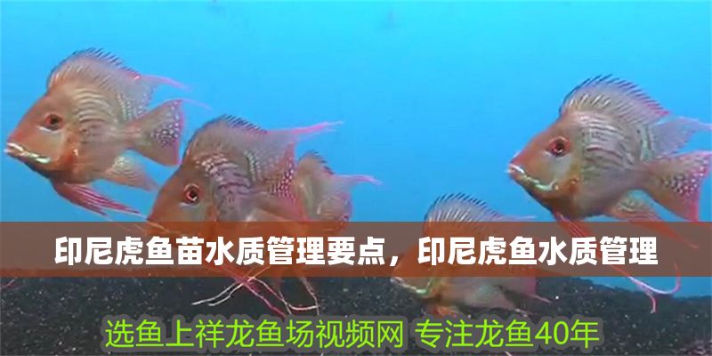 印尼虎魚苗水質管理要點，印尼虎魚水質管理