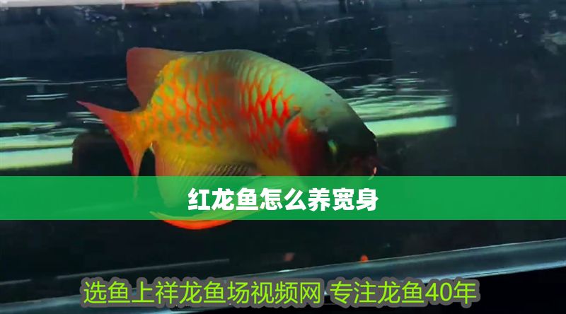 紅龍魚怎么養寬身