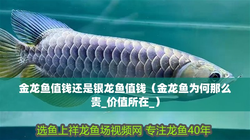 金龍魚值錢還是銀龍魚值錢（金龍魚為何那么貴_價(jià)值所在_）