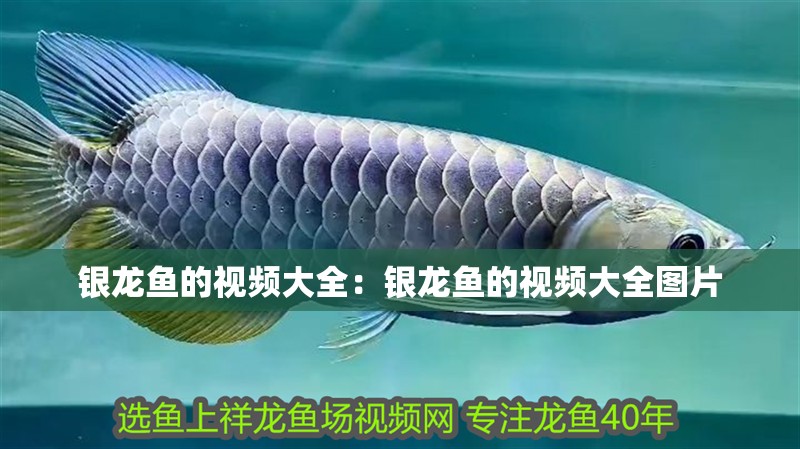 銀龍魚的視頻大全：銀龍魚的視頻大全圖片