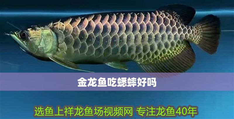 金龍魚吃蟋蟀好嗎 龍魚百科 第2張 金龍魚吃蟋蟀好嗎 金龍魚吃蟋蟀好嗎 龍魚百科 第2張